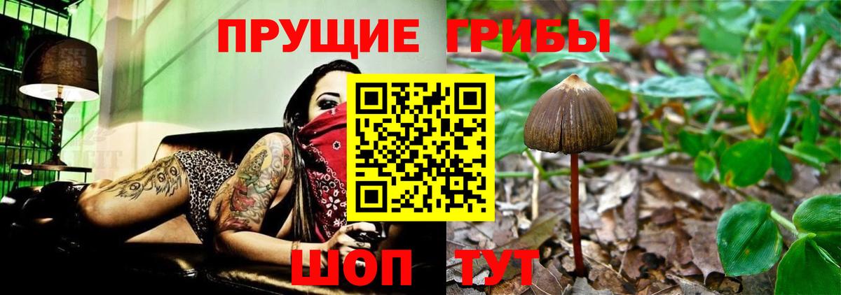 Псилоцибиновые грибы Psilocybine cubensis Гудермес